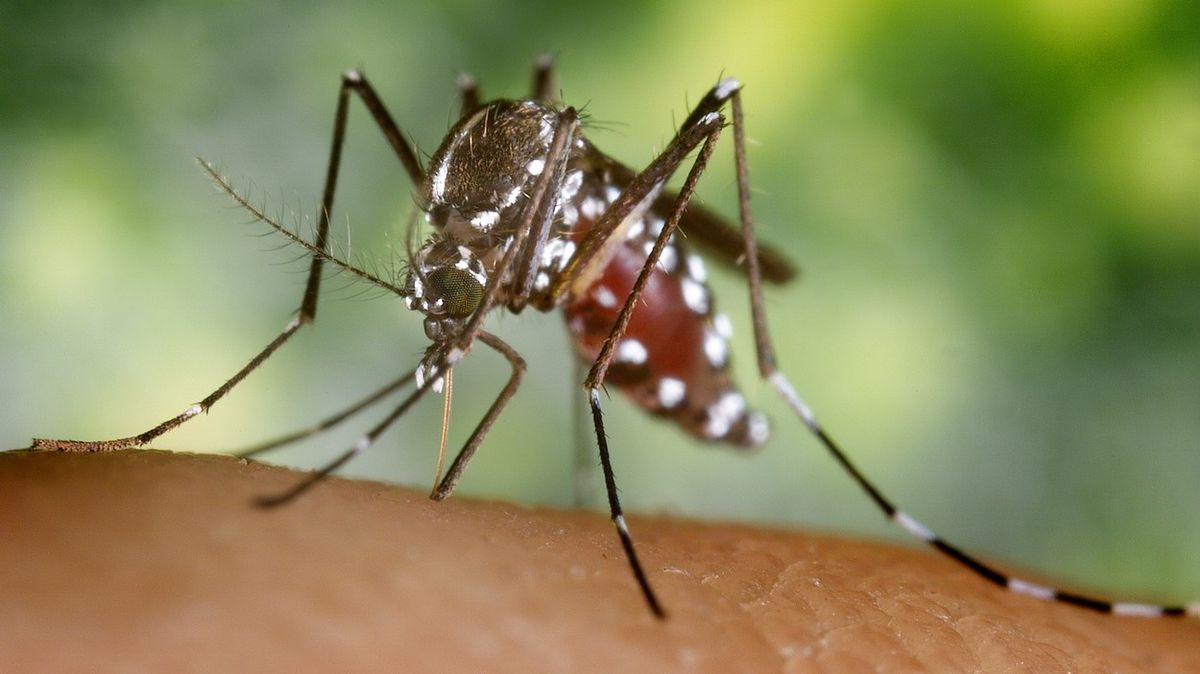 Zásadní riziko. Francouzští poslanci varují před komárem tygrovaným
